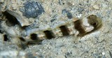 Amblyeleotris fontanesii 巨钝鲨 福氏钝塘鳢 New Caledonia