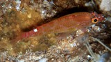 Plectranthias winniensis 紅斑棘花鮨 新喀里多尼亞