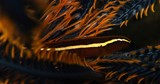 Discotrema crinophilum Umishida-uba-uo ウミシダウバウオ ニューカレドニア