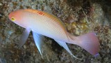 Pseudanthias hypselosoma 截尾花鮨 新喀里多尼亞