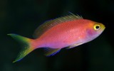 Pseudanthias flavicauda femelle rose nez jaune Nouvelle-Calédonie