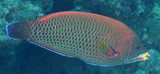 Pseudodax moluccanus Labre des Moluques Nouvelle-Calédonie poisson du récif