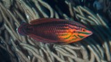 Halichoeres biocellatus 双斑海猪鱼 新喀里多尼亞