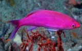 Pseudanthias pascalus Purple Queen Anthias New Caledonia  red-orange band on snout to pectoral fin base
