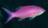 Mirolabrichthys pascalus 厚唇花鮨 新喀里多尼亞