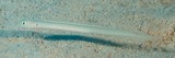 Gunnellichthys monostigma Black-spot worm-goby New Caledonia elliptical black spot