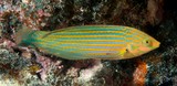 Halichoeres melanurus Yellow-tailed wrasse New Caledonia fish underwater picture