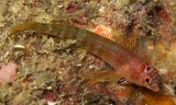 Ceratobregma helenae Helena's spiny-eye triplefin New Caledonia fish collector