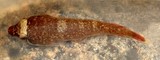 Conidens samoensis Samoan Clingfish Gobiesocinae New Caledonia