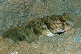 Tomiyamichthys russus Ocellated Shrimpgoby New Caledonia
