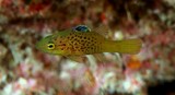Belonoperca chabanaudi juvenile Chabanaud's soapfish New Caledonia yellow fish brown dots