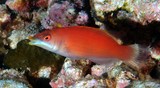 Pseudocheilinus evanidus Striated wrasse New Caledonia fish lagoon