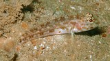 Ancistrogobius yoshigoui Largetooth goby New Caledonia fish species