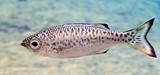 Kuhlia marginata Doule à queue rouge Nouvelle-Calédonie