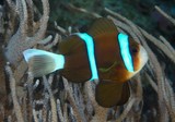 Amphiprion akindynos Barrier reef anemonefish New Caledonia lagoon reef aquarium