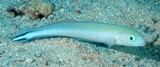 Malacanthus brevirostris Blanquillo drapeau Nouvelle-Calédonie poisson long