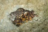 Ophichthus bonaparti Irezumi-umihebi イレズミウミヘビ ニューカレドニア