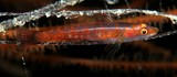 Bryaninops tigris Gobie nain du corail noir Nouvelle-Calédonie poisson tigré