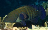 Cephalopholis argus loche saumonée Nouvelle-Calédonie biodiversité endémisme faune marine