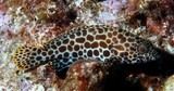 Epinephelus merra 網紋石斑魚 新喀里多尼亞