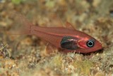 Lachneratus phasmaticus Phantom Cardinalfish New Caledonia deep cave fish