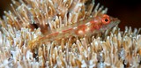 Ucla xenogrammus Largemouth triplefin New Caledonia Tripterygiidae aquarium trade fish lagoon