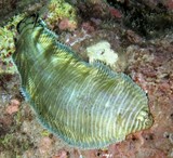 Soleichthys heterorhinos Sole d'Esope Nouvelle-Calédonie poisson plat