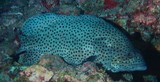 Epinephelus corallicola Mérou corail Nouvelle-Calédonie poisson