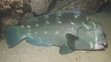 Bolbometopon muricatum Poisson-perroquet à bosse Nouvelle-Calédonie poisson du lagon
