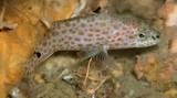 Epinephelus polyphekadion juvenile Camouflage grouper New Caledonia fish lagoon