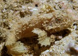 Paraploactis sp Poisson inconnu Nouvelle-Calédonie