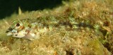 Helcogramma trigloides Scarf triplefin female H-bars faint, fins translucent