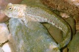 Istiblennius dussumieri  twin-banded blenny New Caledonia rock fish