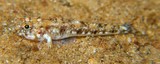 Silhouettea SP gobiidae New Caledonia Gobinae