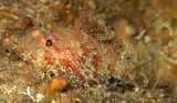 Neomerinthe SP New Caledonia deep scorpion fish