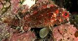 Scorpaenodes guamensis Poisson scorpion de Guam Nouvelle-Calédonie