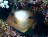 Amanses scopas Broom filefish New Caledonia reef fish