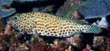Epinephelus merra Honeycomb grouper New Caledonia