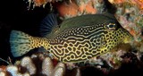 Ostracion solorense Reticulate boxfish New Caledonia reef