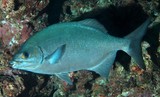 Kyphosus sectatrix Calicagère blanche Nouvelle-Calédonie Poisson du lagon