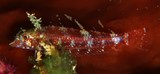 Enneapterygius mirabilis 奇异双线鳚 新喀里多尼亞