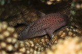 Caracanthus maculatus Poisson-velours à taches écarlates Nouvelle-Calédonie