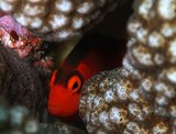 Neocirrhites armatus Poisson-faucon flamme Nouvelle-Calédonie poisson corail