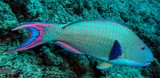 Cetoscarus ocellatus Spotted parrotfish Terminal males green scales rimmed with pink