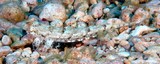 Diplogrammus goramensis  Minami-kobunumeri ミナミコブヌメリ ニューカレドニア