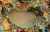 Cantherhines longicaudus Longtail filefish New Caledonia deep reef diving