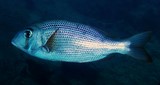 Gymnocranius superciliosus Bossu blanc à sourcil Nouvelle-Calédonie