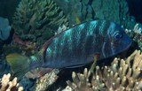 Lethrinus atkinsoni Tricky snapper New Caledonia