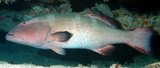 Plectropomus laevis Mérou sellé Nouvelle-Calédonie poisson du lagon récif Tabou