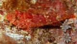Iracundus signifer Hatatatekasago ハタタテカサゴ ニューカレドニア